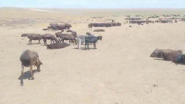 150бас гиссар-еділбай қозы ұрықтыққа таңдама 150000тг,оптом 45000т саудасы бар,Сарыағаш,+7778518515