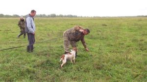 Щенок ЭПАНЬОЛЬ БРЕТОНА Янтарь, первая натаска по птице