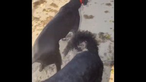 Русский черный терьер. Интеллект, Вопросы и ответы,  История