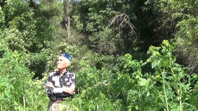 Син сазынны уйнадын - Рим Камалов смотреть онлайн