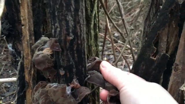 Поход по грибы 02.01.2018 Аурикулярия уховидная, фламмулина, эксидия железистая, дрожалка смотреть онлайн