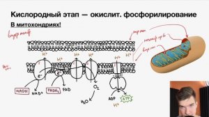 2.48. Катаболизм: кислородный этап | Цитология к ЕГЭ | Георгий Мишуровский