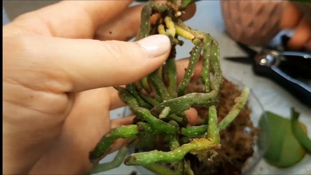 Мини орхидея в торфяном стакане. Пересадка?
