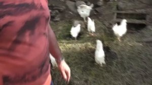 Завоз кур-несушек белых 20 шт.