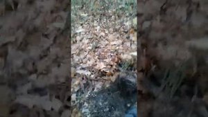 26.10.2018 Пуговица с кителя солдата вермахта
