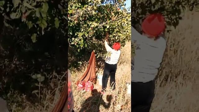 Боярышник- это сказка!