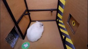 хомячки проходят препятствия 😮🥺