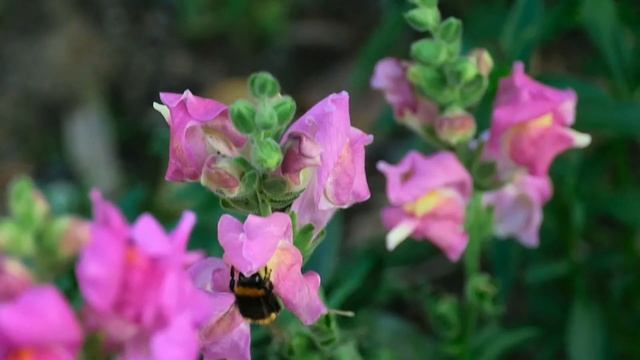 Антирринум великий (Antirrhinum majus) або левиний зев смотреть онлайн