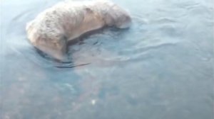 НАПАДЕНИЕ МЕДВЕДЯ НА РЫБАКОВ???  BEAR ATTACK ON FISHERMEN???