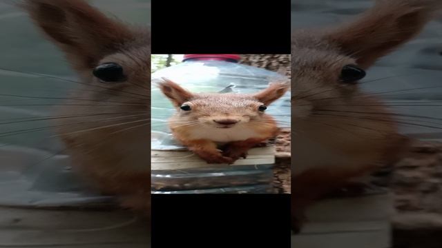 Любопытный бельчонок