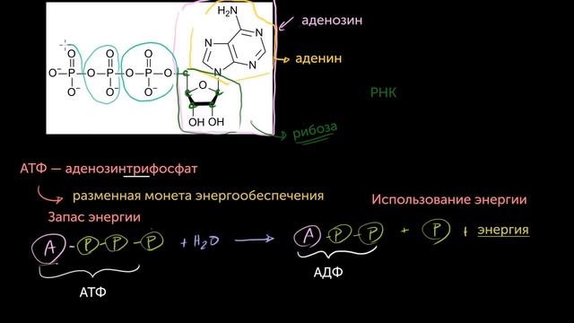 АТФ: Аденозинтрифосфат(видео 10) | Энергия | Биология
