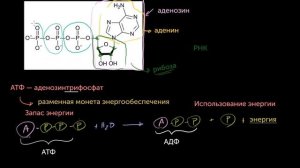 АТФ: Аденозинтрифосфат(видео 10) | Энергия | Биология
