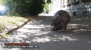 Как живет свинья Варвара с Васильевского острова