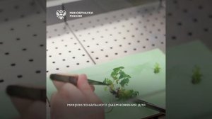 Микроклональное размножение