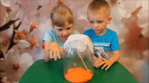 Домашний БАБОЧКАРИЙ  Выращиваем ТРОПИЧЕСКУЮ БАБОЧКУ! Ферма бабочек в домашних условиях