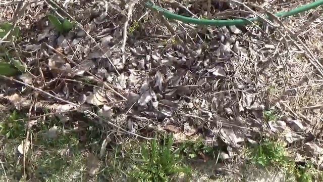 "Пробежка" по даче 1 мая 2017г. смотреть онлайн