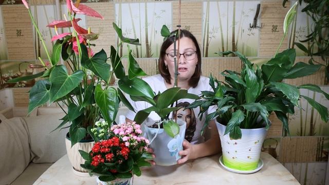 УКСУС - НАТУРАЛЬНАЯ ПОДКОРМКА для БЕШЕНОГО РОСТА комнатных растений смотреть онлайн