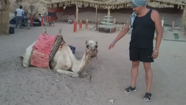 ?Очень злой верблюд??Very angry camel?