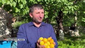 В горном Дагестане созрели первые в этом сезоне абрикосы