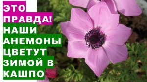 Это правда! Наши анемоны цветут в кашпо зимой. How to grow anemones in flowerpots in winter