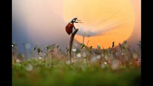 Ф   Тютчев «Так в жизни есть мгновения…»