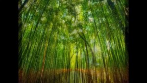 Бамбуковый лес - бамбук фото дикой природы