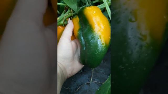 Болгарский перец 'Большой куш' крупноплодный