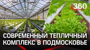 Тепличный комплекс в Подмосковье начал сбор листового салата с новой автоматической линии