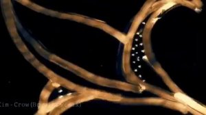 Jinsan Kim - Crow (Bryulik Remix)