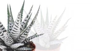 Хавортия (Haworthia). Уход за Хавортией. Все что нужно знать о Хавортии.