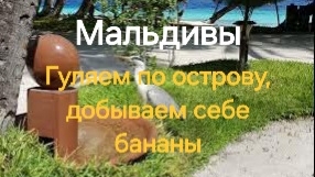 16 серия. Мальдивы. Fihalhohi. Погуляли, пообщались с местной живностью и ...сорвали бананы! 😆🍌