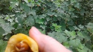 Мушмула созрела .Что приготовить из мушмулы.