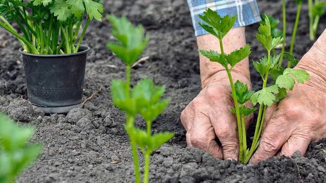 Посадка сельдерея на рассаду в 2022 году смотреть онлайн