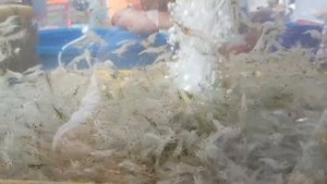 Шокирующая Азия: Салат из Живых Существ