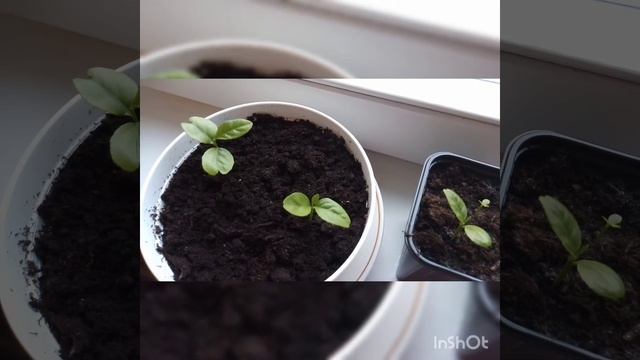 Выращиваем лимон из косточки. Часть 3. Всходы.
