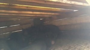 Вьетнамские свиньи. Урок №5. Спаривание и размножение.