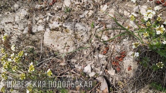 Весенние цветы России / Первоцветы / Первые цветы весной / Красивые цветы