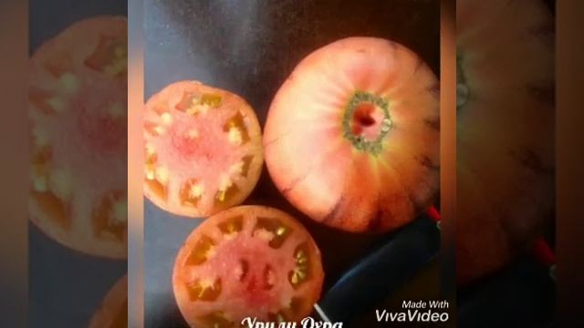 Биколоры, жёлтые томаты коллекция Галины Вергасовой.