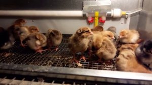 Кормление цыплят.Корм для цыплят