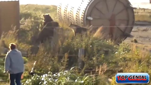 ПЕРРОС ПАСТОР АЛЕМАН ПРО ОСОС
