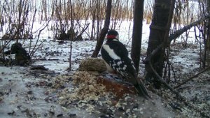 Большой пёстрый дятел, ест халву, наблюдение птиц в Великом Новгороде, 24 февраля 2024
