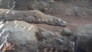 Комодский варан: Шокирующие открытия о загадочном существе