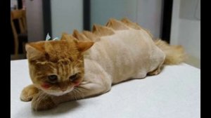 Что будет если побрить Кота?