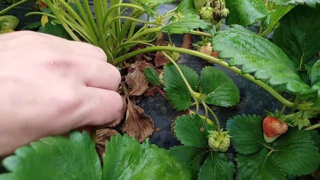 Клубника гниёт зелёная ягода! смотреть онлайн