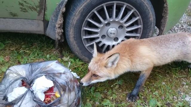 лис на даче смотреть онлайн