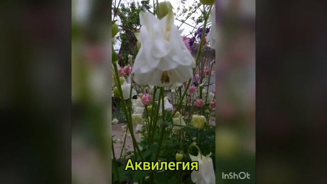 Прогулка по саду. В поисках ???. Аквилегия/водосбор смотреть онлайн