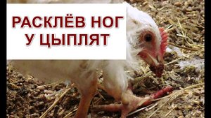 РАСКЛЁВ У ЦЫПЛЯТ. ЦЫПЛЯТА РАСКЛЁВЫВАЮТ НОГИ