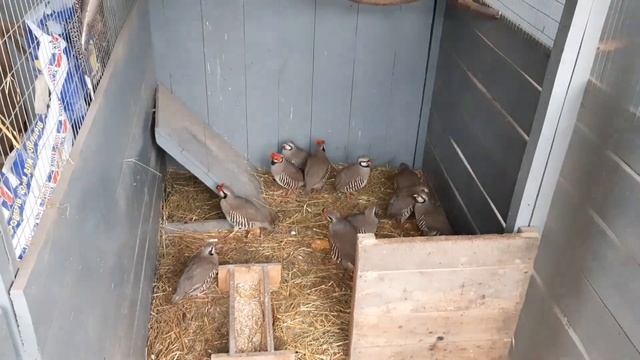 Кеклик//Горная куропатка//Решение проблемы расклева при совместном содержании птицы разного возраст смотреть онлайн