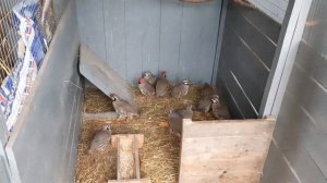Кеклик//Горная куропатка//Решение проблемы расклева при совместном содержании птицы разного возраст