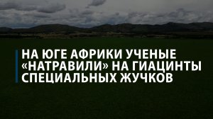 На юге Африки ученые «натравили» на гиацинты специальных жучков